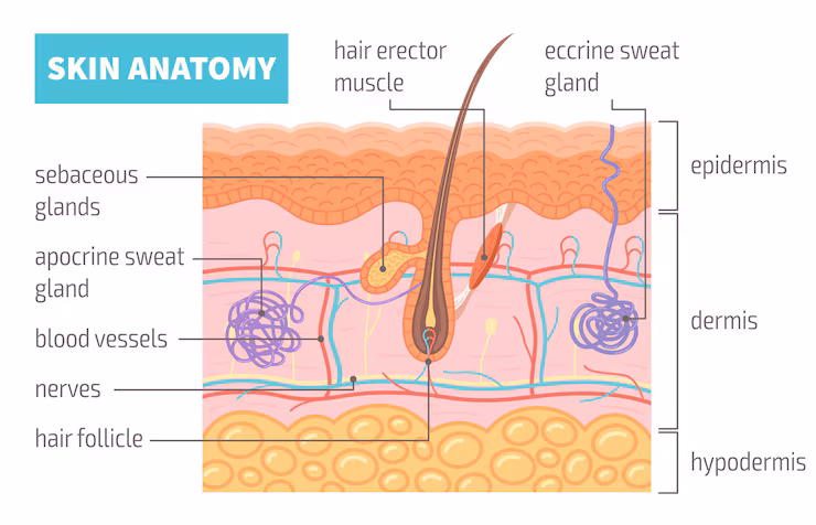 Схематично изображение на анатомията на кожата, показващо трите основни слоя – епидермис, дермис и хиподермис.